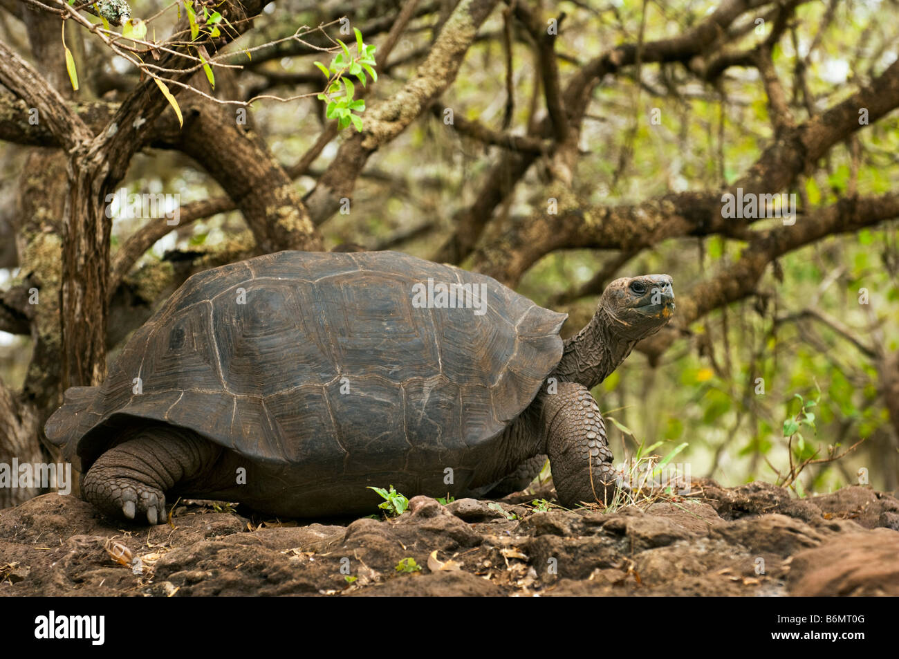 La faune sauvage tortue géante des Galapagos tortue Testudo Elephantopus vieux reptile tortue terrestre galapagos Darwin équateur fin Banque D'Images La faune sauvage tortue géante des Galapagos tortue Testudo Elephantopus vieux reptile tortue terrestre galapagos Darwin équateur fin Banque D'Images
