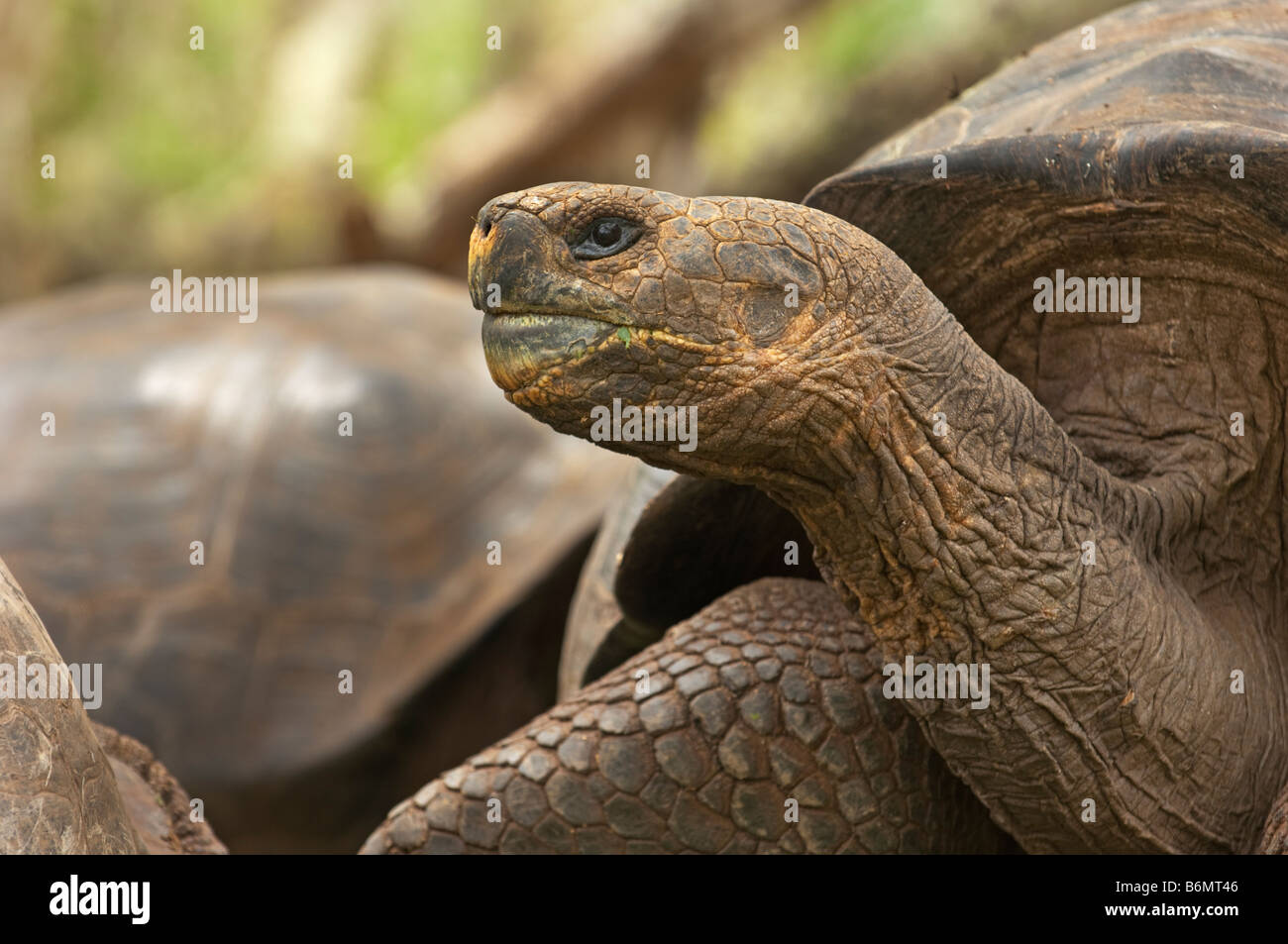 La faune sauvage tortue géante des Galapagos tortue Testudo Elephantopus vieux reptile tortue terrestre galapagos Darwin équateur fin Banque D'Images La faune sauvage tortue géante des Galapagos tortue Testudo Elephantopus vieux reptile tortue terrestre galapagos Darwin équateur fin Banque D'Images