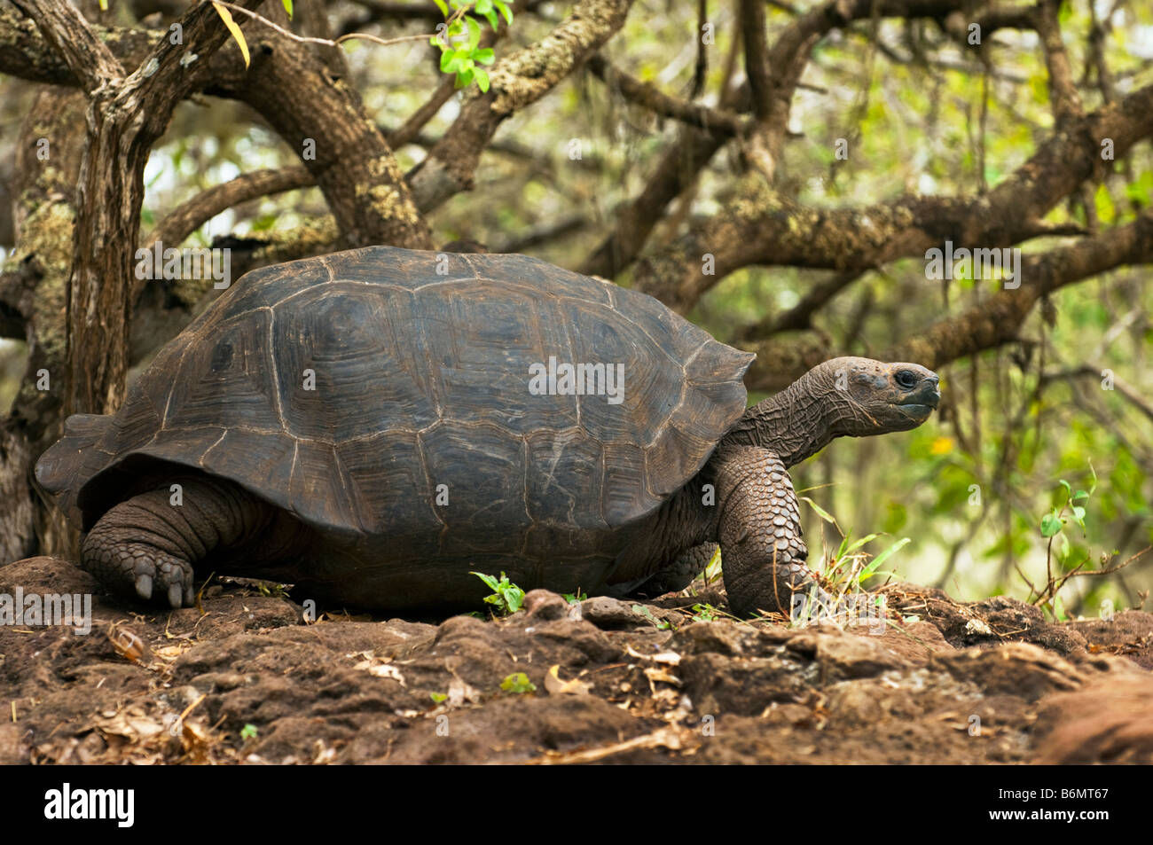 La faune sauvage tortue géante des Galapagos tortue Testudo Elephantopus vieux reptile tortue terrestre galapagos Darwin équateur fin Banque D'Images