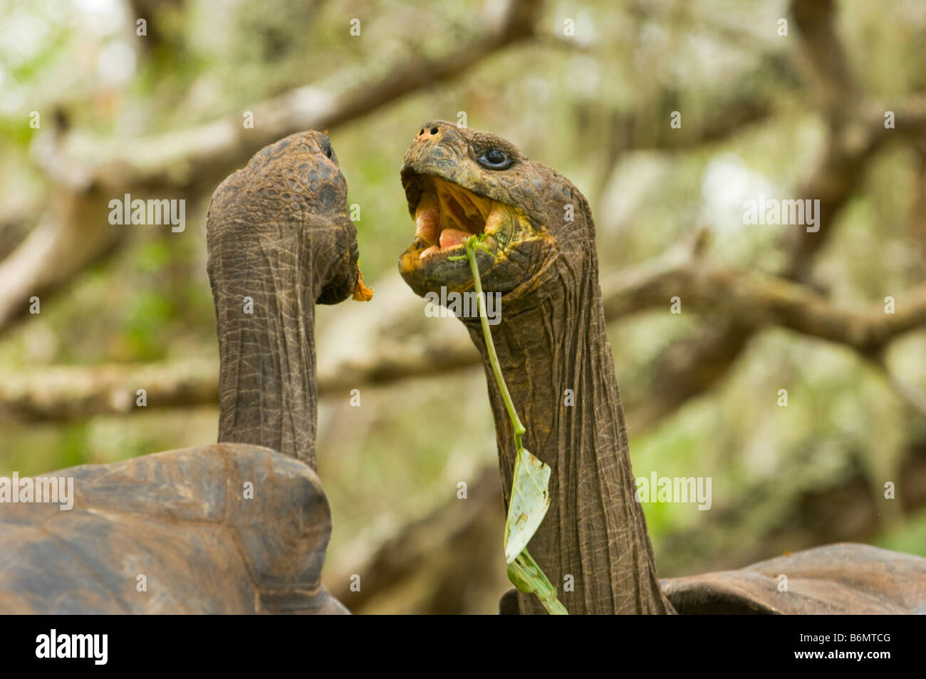 La faune sauvage tortue géante des Galapagos tortue Testudo Elephantopus vieux reptile tortue terrestre galapagos Darwin Équateur Banque D'Images La faune sauvage tortue géante des Galapagos tortue Testudo Elephantopus vieux reptile tortue terrestre galapagos Darwin Équateur Banque D'Images
