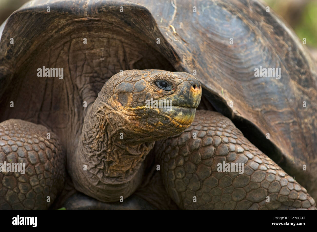 La faune sauvage tortue géante des Galapagos tortue Testudo Elephantopus vieux reptile tortue terrestre galapagos Darwin équateur fin Banque D'Images La faune sauvage tortue géante des Galapagos tortue Testudo Elephantopus vieux reptile tortue terrestre galapagos Darwin équateur fin Banque D'Images