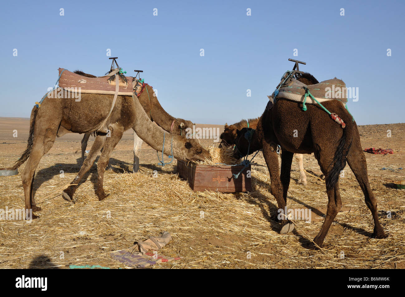 Les chameaux se nourrissent dans l'oasis, désert du Sahara Maroc Sud Banque D'Images