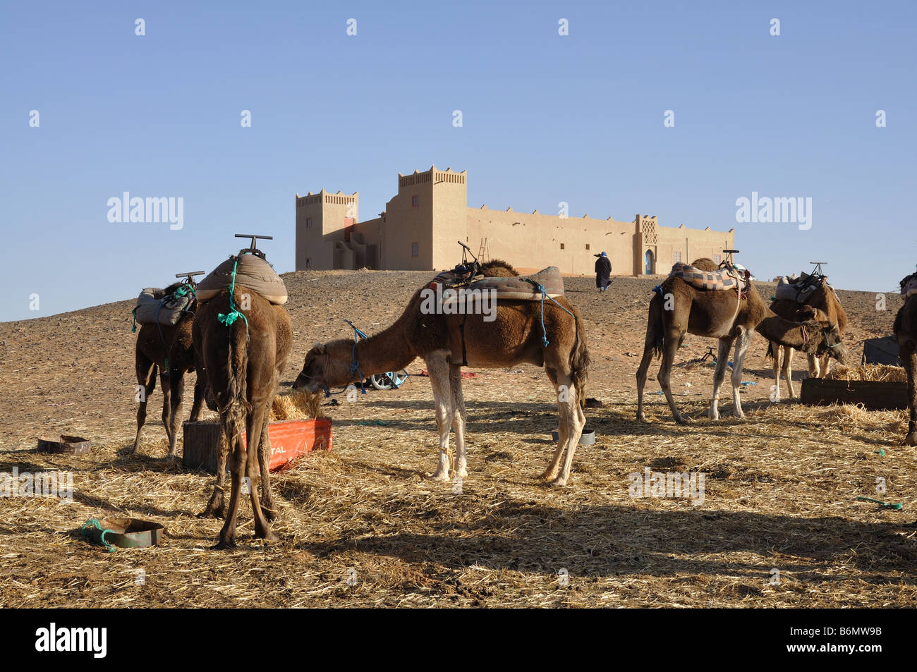 Les chameaux se nourrissent dans le camp, désert du Sahara Maroc Sud Banque D'Images