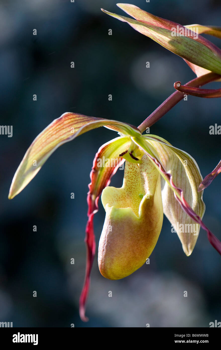 Close up de Phragmipedium Longifolium Banque D'Images