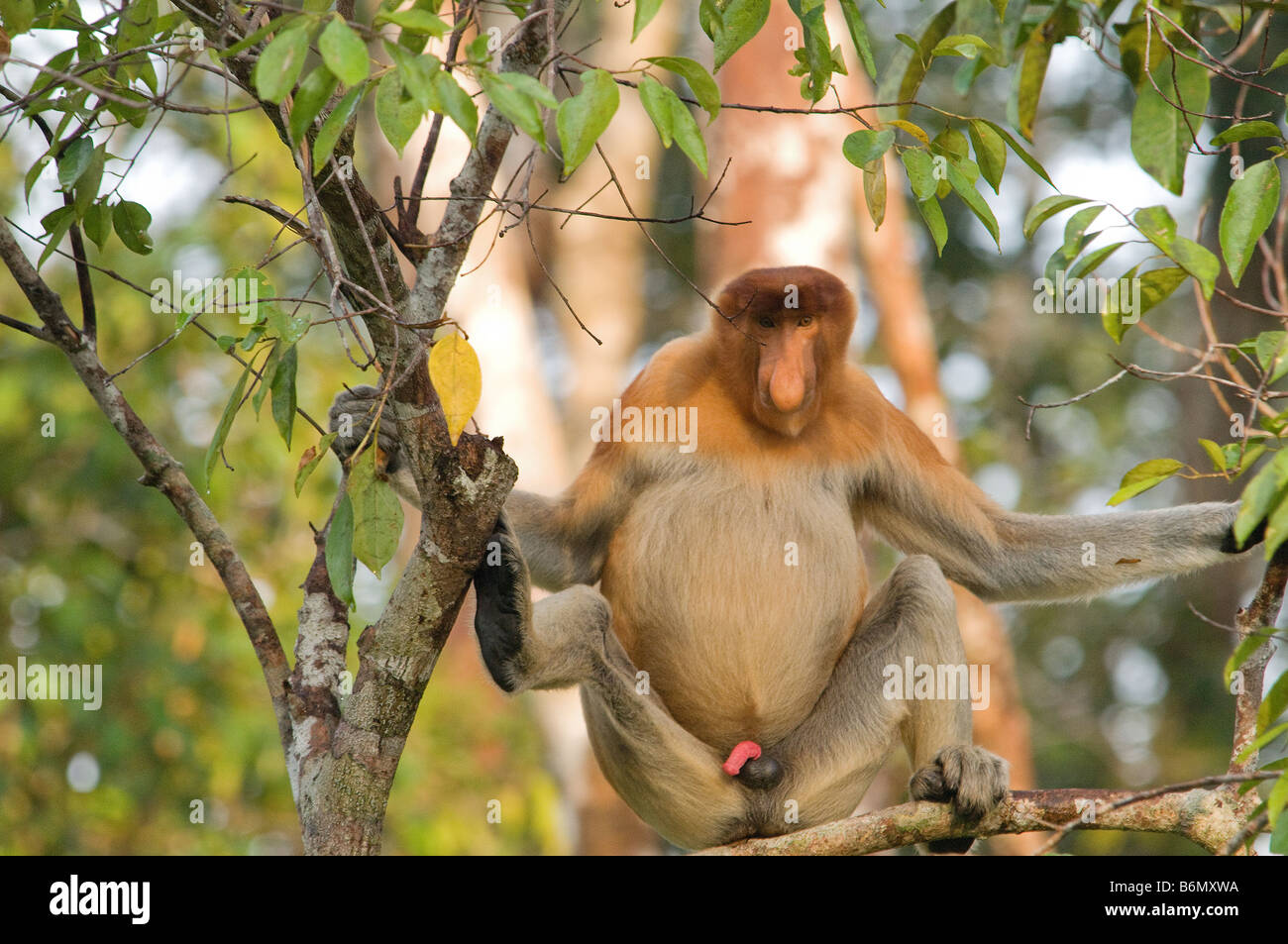 Proboscis Monkey (Nasalis larvatus), à Kalimantan, Bornéo, Indonésie Banque D'Images