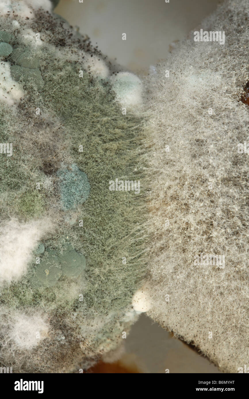Close up of mold joignant deux pêches. Banque D'Images