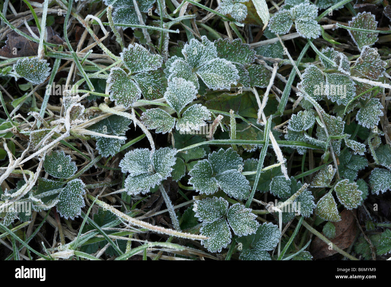 Groupe d'indiens de feuilles lobées tri ( Fraise Duchesnea indica ) couverts dans de minuscules cristaux de glace givré amist herbe. Banque D'Images