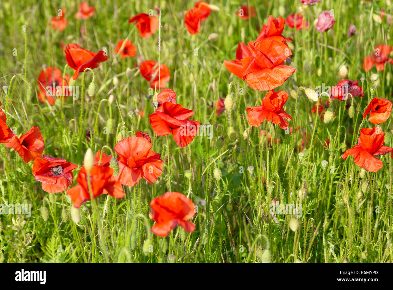 Le Coquelicot, pavot, champ de pavot, la Flandre ou Rouge Coquelicot est le pavot sauvage de la culture. Banque D'Images