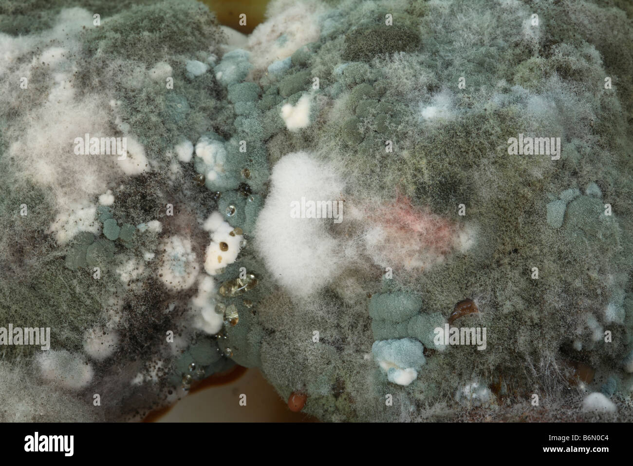 Close up de de vert et blanc des colonies de moisissures. Banque D'Images