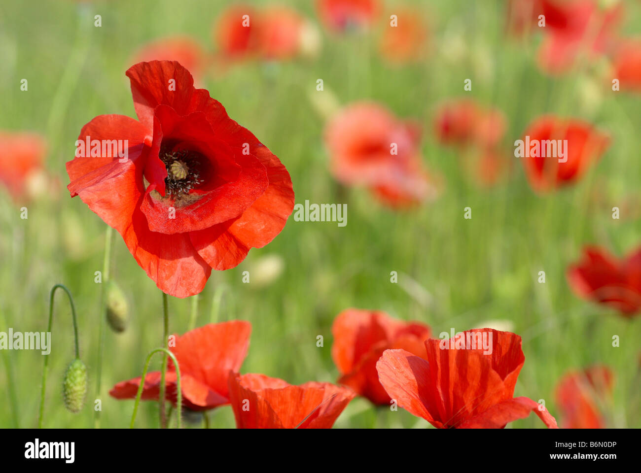 Le Coquelicot, pavot, champ de pavot, la Flandre ou Rouge Coquelicot est le pavot sauvage de la culture. Banque D'Images