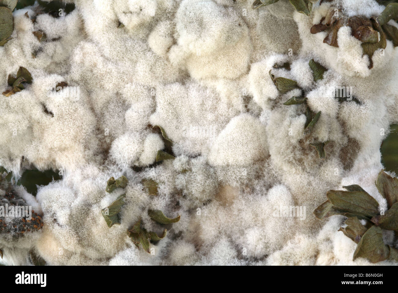 Close up sur la masse de la moisissure blanche que l'utilisation d'être des fraises avec quelques fanes vertes séchées dépassant par endroits. Banque D'Images