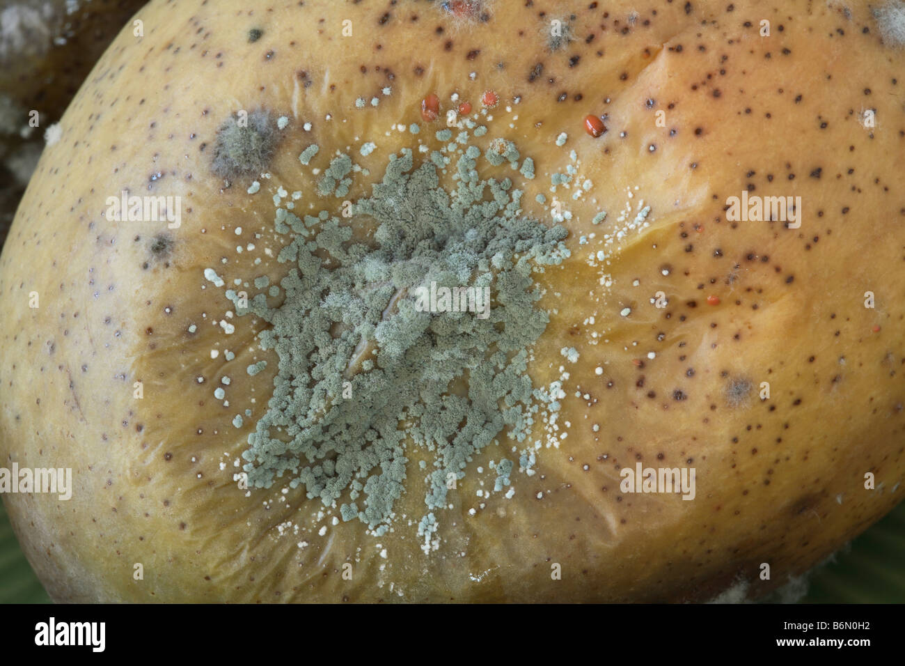 Grande plaque de moule verte gagne en force dans la peau d'une mangue. Banque D'Images