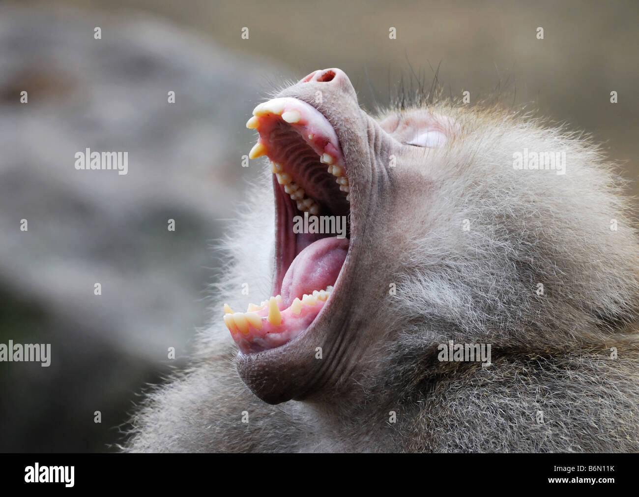 Un babouin singe montrant ses dents Banque D'Images