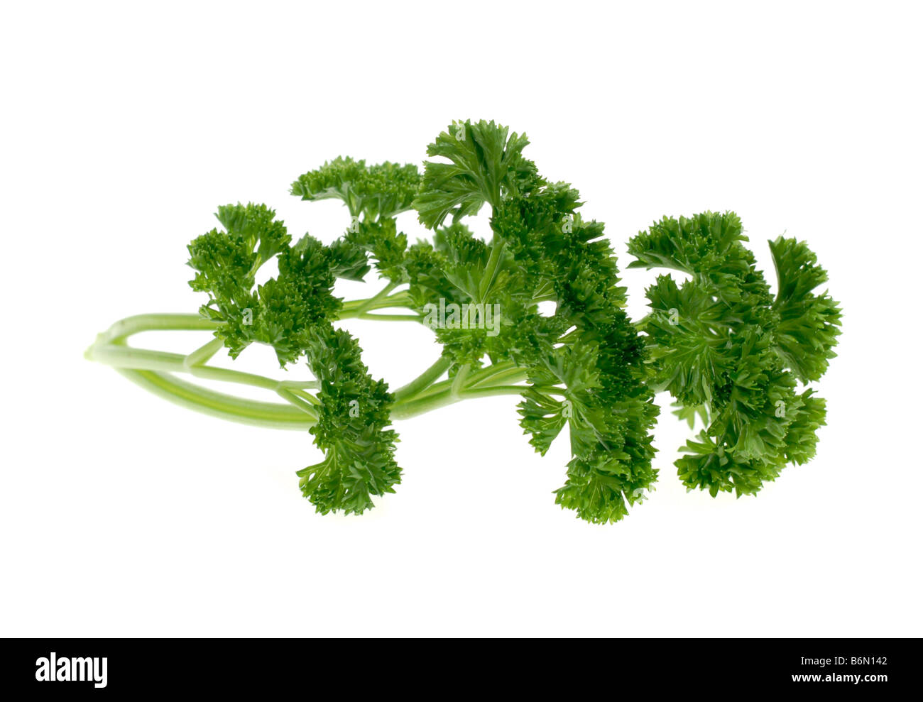 Le persil herb isolé sur un fond blanc Petroselinum crispum Banque D'Images