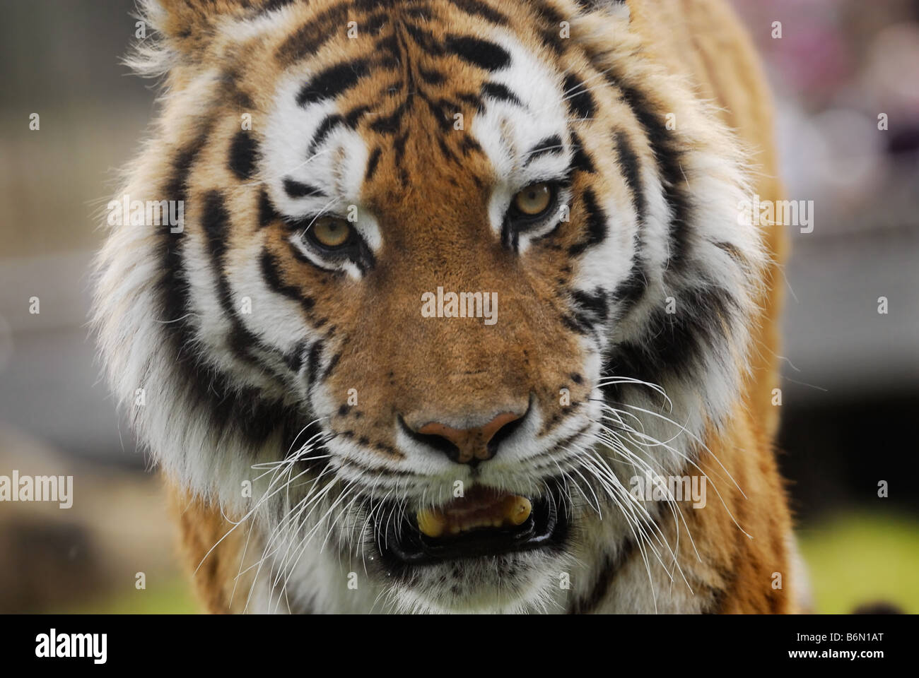 Close up of belle tiger regardant la caméra Banque D'Images