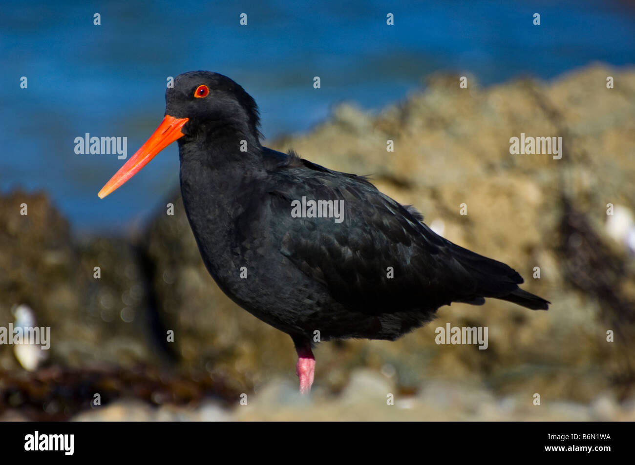 Un huîtrier variable (Haematopus unicolor) Banque D'Images