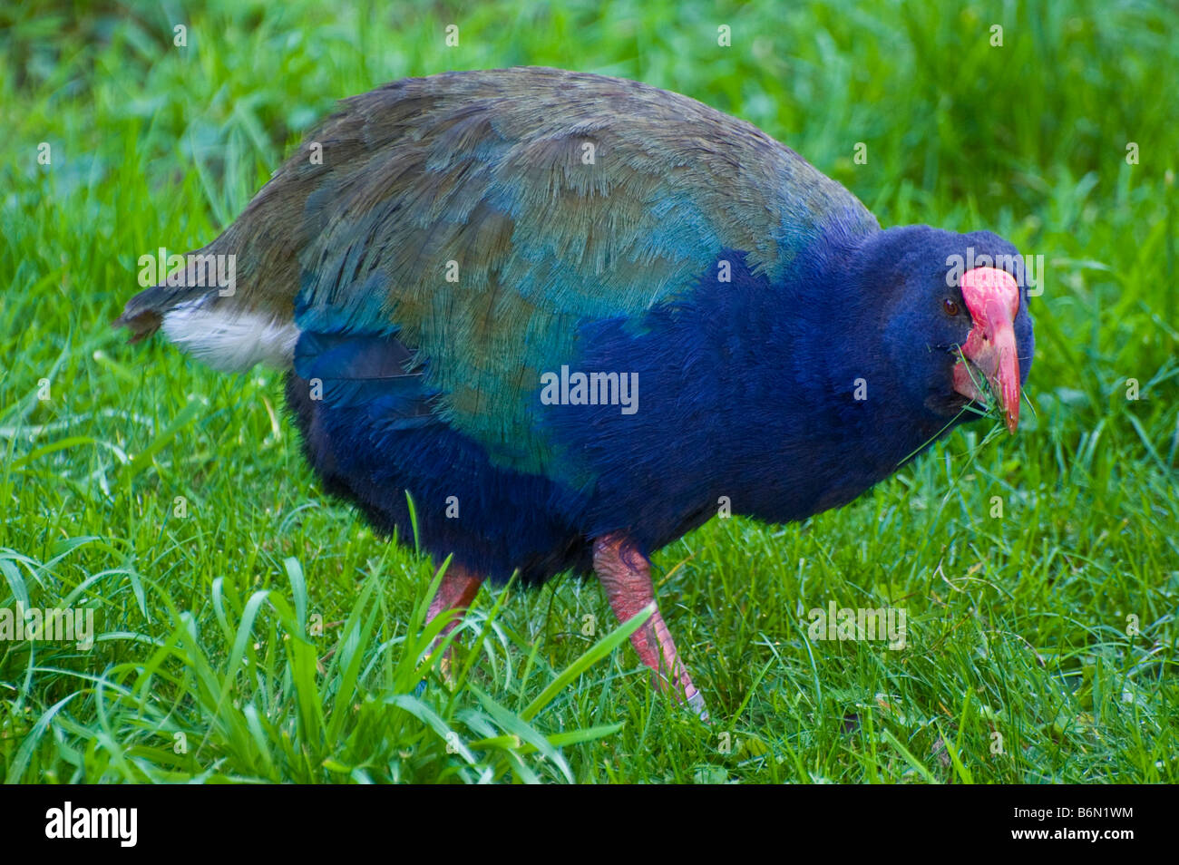 Une Talève takahé (Porphyrio hochstetter - en voie de disparition oiseaux Nouvelle-zélande) pâturage sur l'herbe sur l'île de Kapiti en Nouvelle-Zélande. Banque D'Images