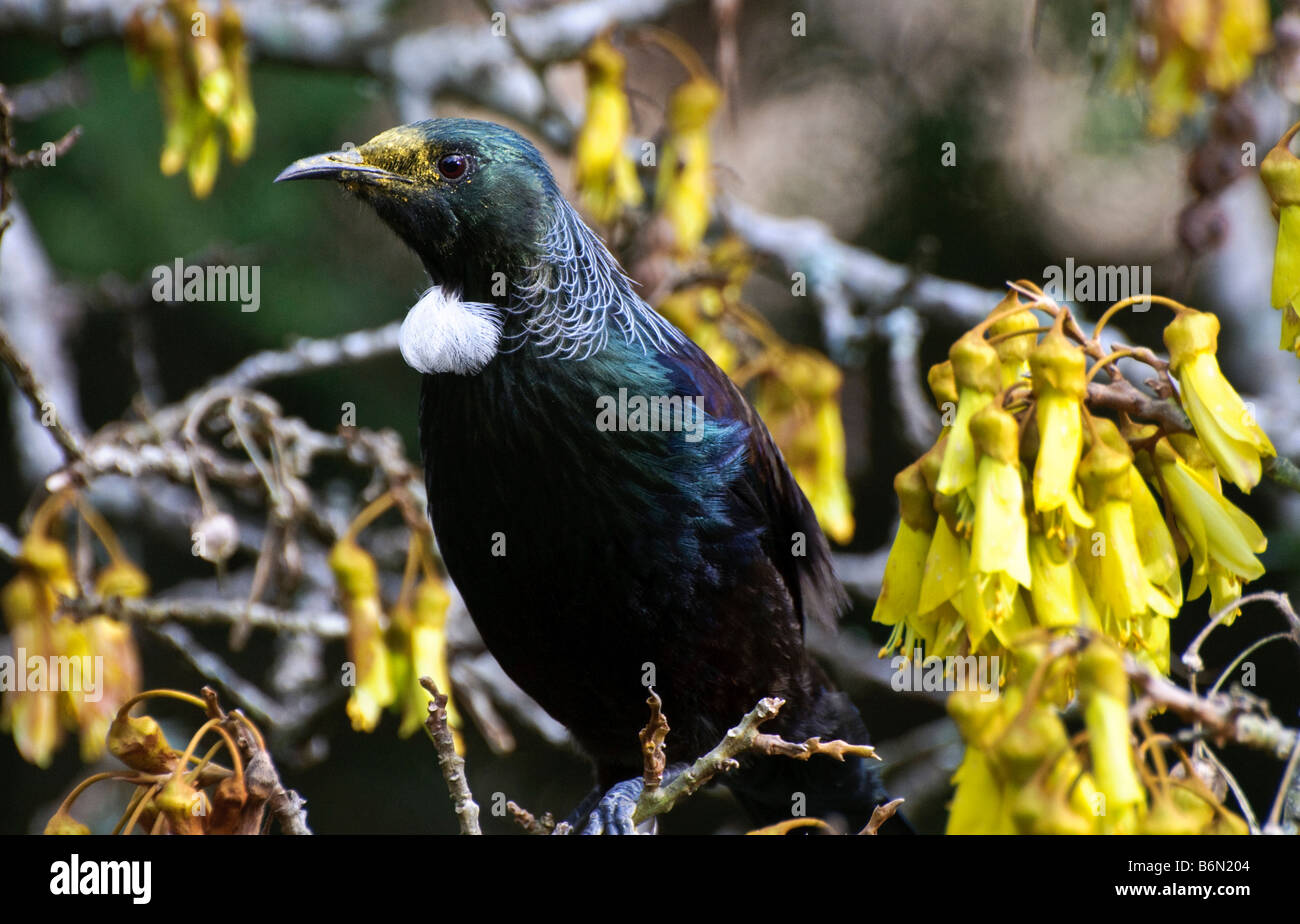 Un oiseau, tui (Parson Prosthemadera novaeseelandiae) - originaire de la Nouvelle-Zélande - oiseaux se nourrissant de fleurs kowhai Banque D'Images