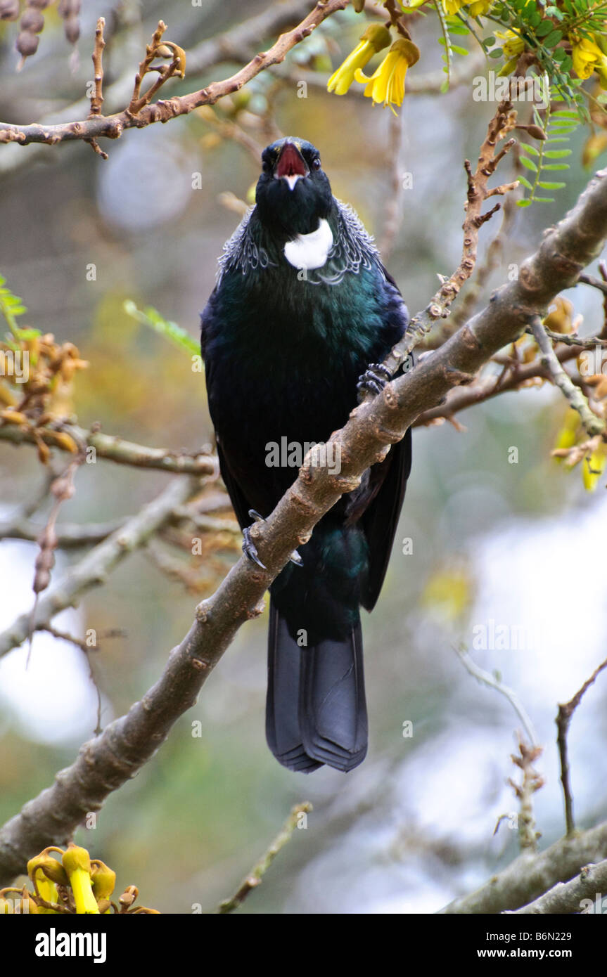 Un oiseau, tui (Parson Prosthemadera novaeseelandiae) - un oiseau de Nouvelle-Zélande - chanter dans un arbre kowhai Banque D'Images