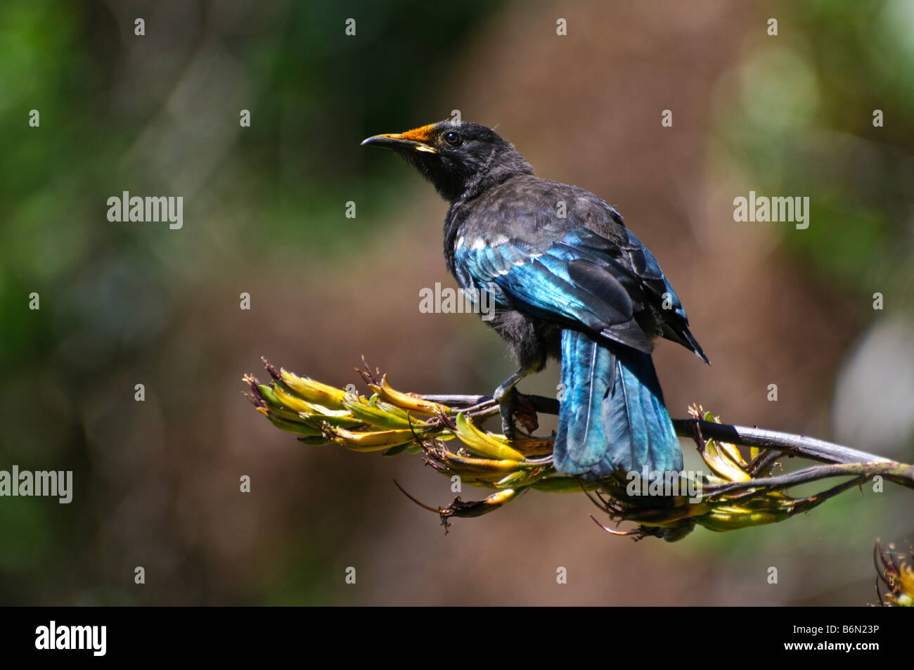 Tui juvénile (Parson, oiseau Prosthemadera novaeseelandiae) - originaire de la Nouvelle-Zélande - oiseaux se nourrissant d'un bush lin. Banque D'Images