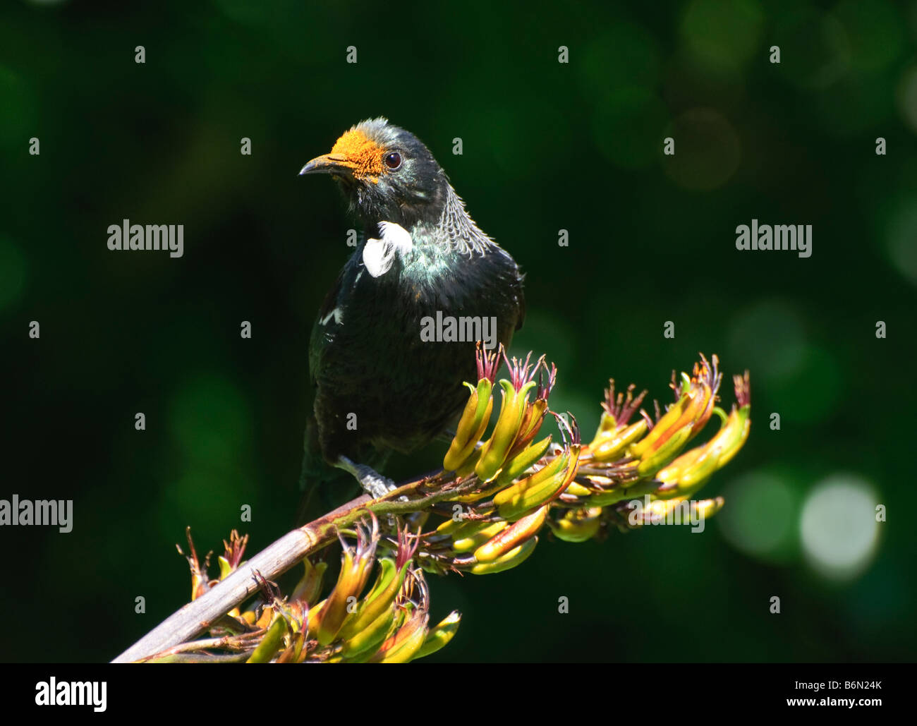 Tui (Parson, oiseau Prosthemadera novaeseelandiae - originaire de la Nouvelle-Zélande) d'oiseaux se nourrissant de graines de lin Banque D'Images