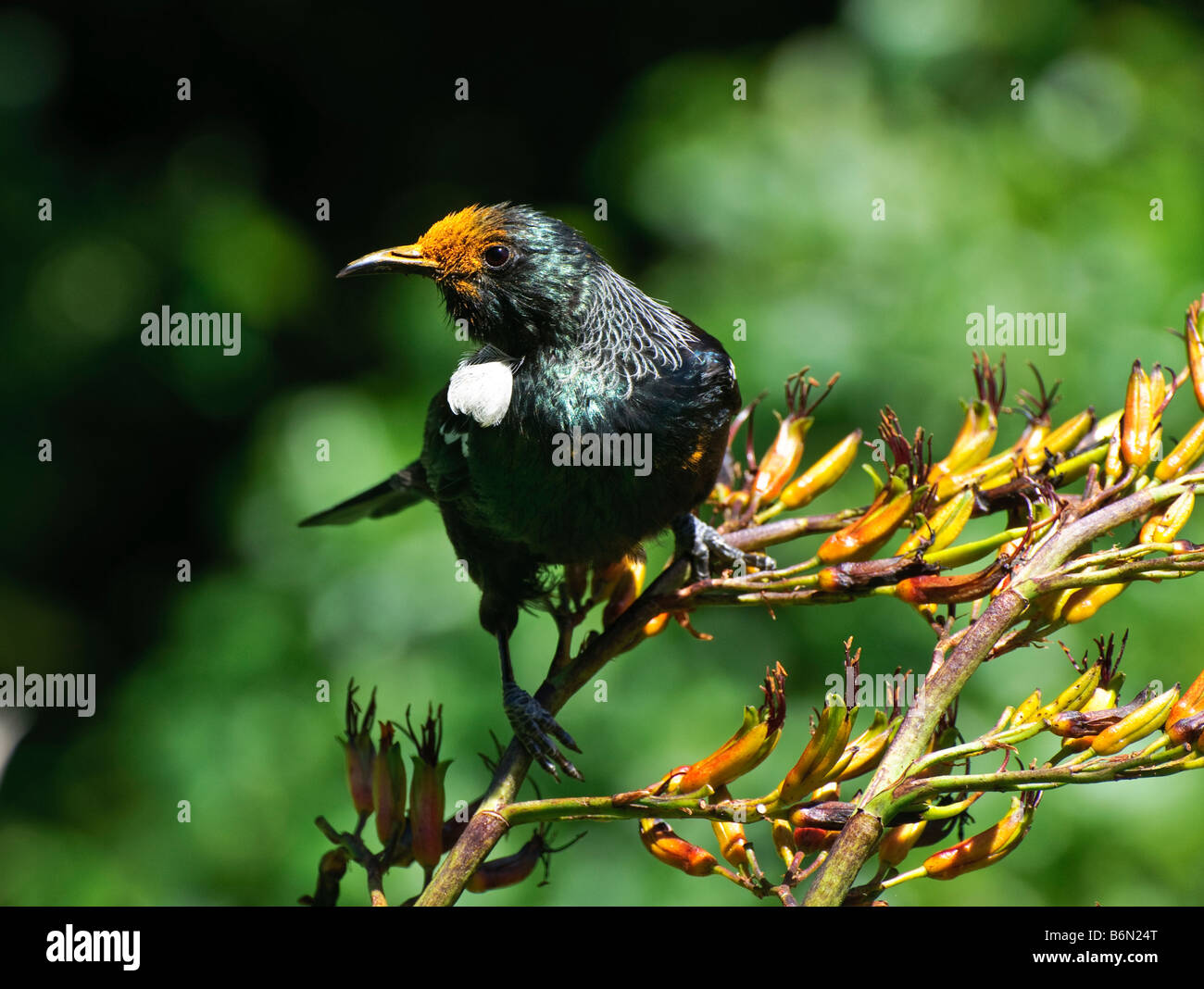 Tui (Parson, oiseau Prosthemadera novaeseelandiae - originaire de la Nouvelle-Zélande) d'oiseaux se nourrissant de graines de lin Banque D'Images