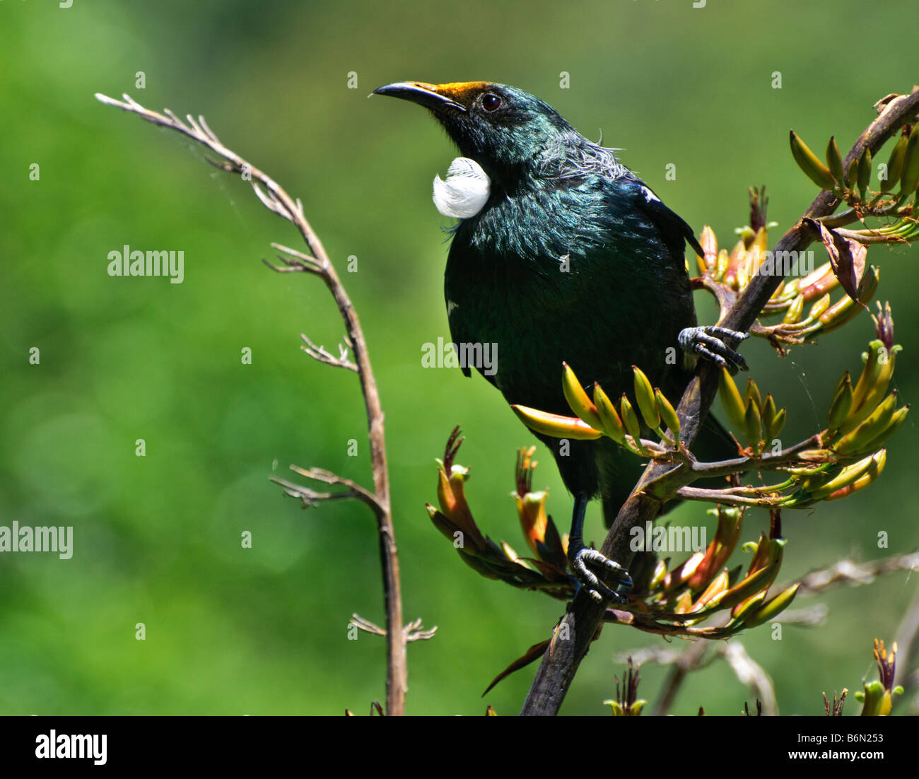 Tui (Parson, oiseau Prosthemadera novaeseelandiae - originaire de la Nouvelle-Zélande) d'oiseaux se nourrissant de graines de lin Banque D'Images
