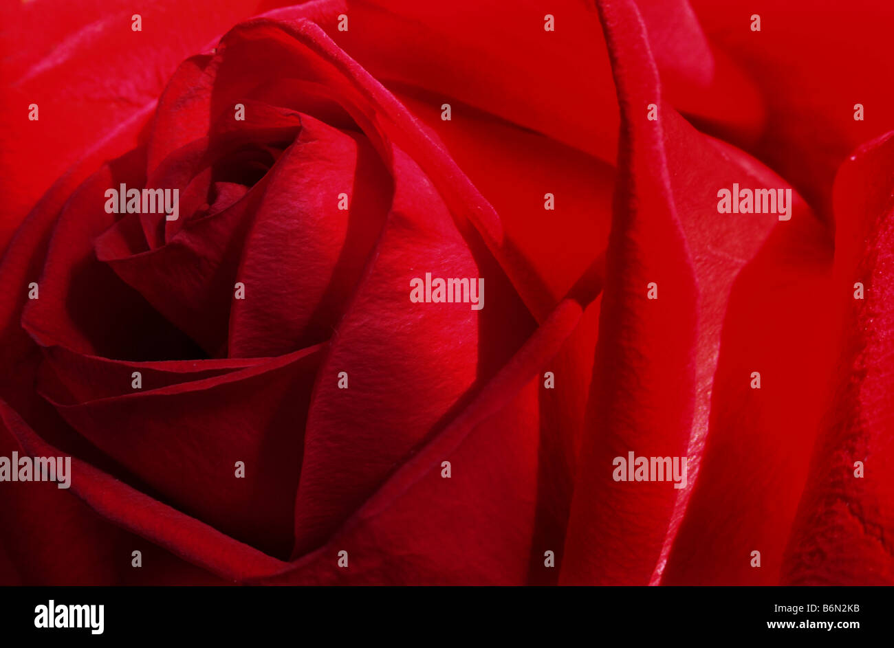 Rose rouge 0804 Banque D'Images