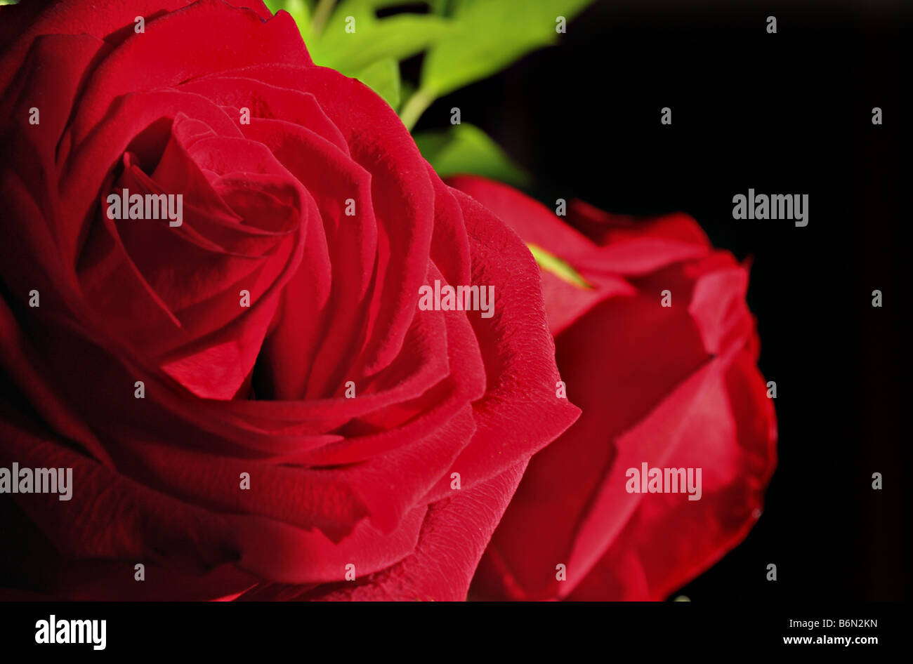 Rose rouge 0805 Banque D'Images