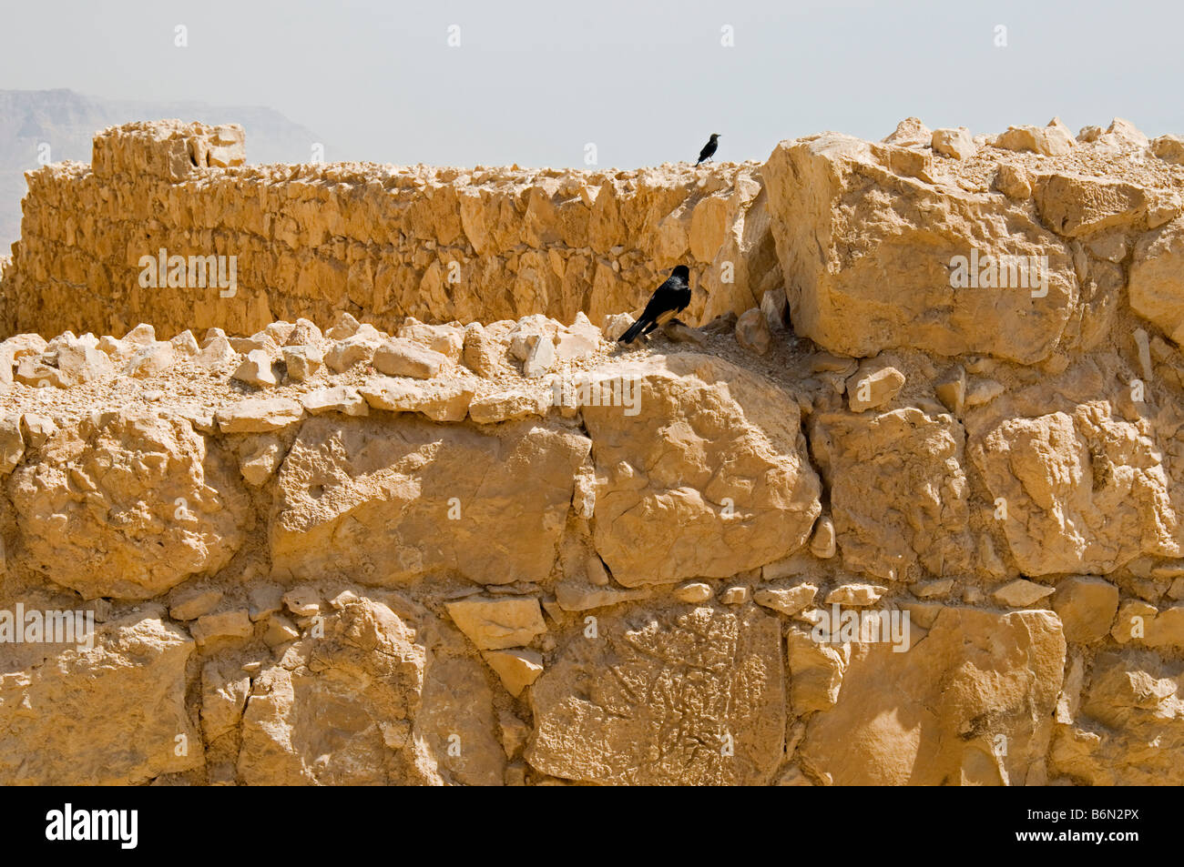 Deux oiseaux noirs sur le mur de la forteresse,le site Masada National Park,Israël,Asia Banque D'Images