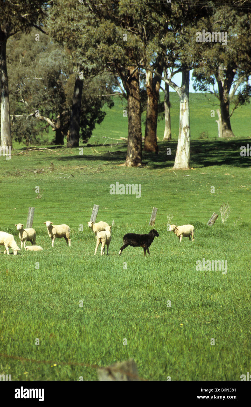 Un mouton noir se dresse dans le groupe de moutons blancs. Banque D'Images
