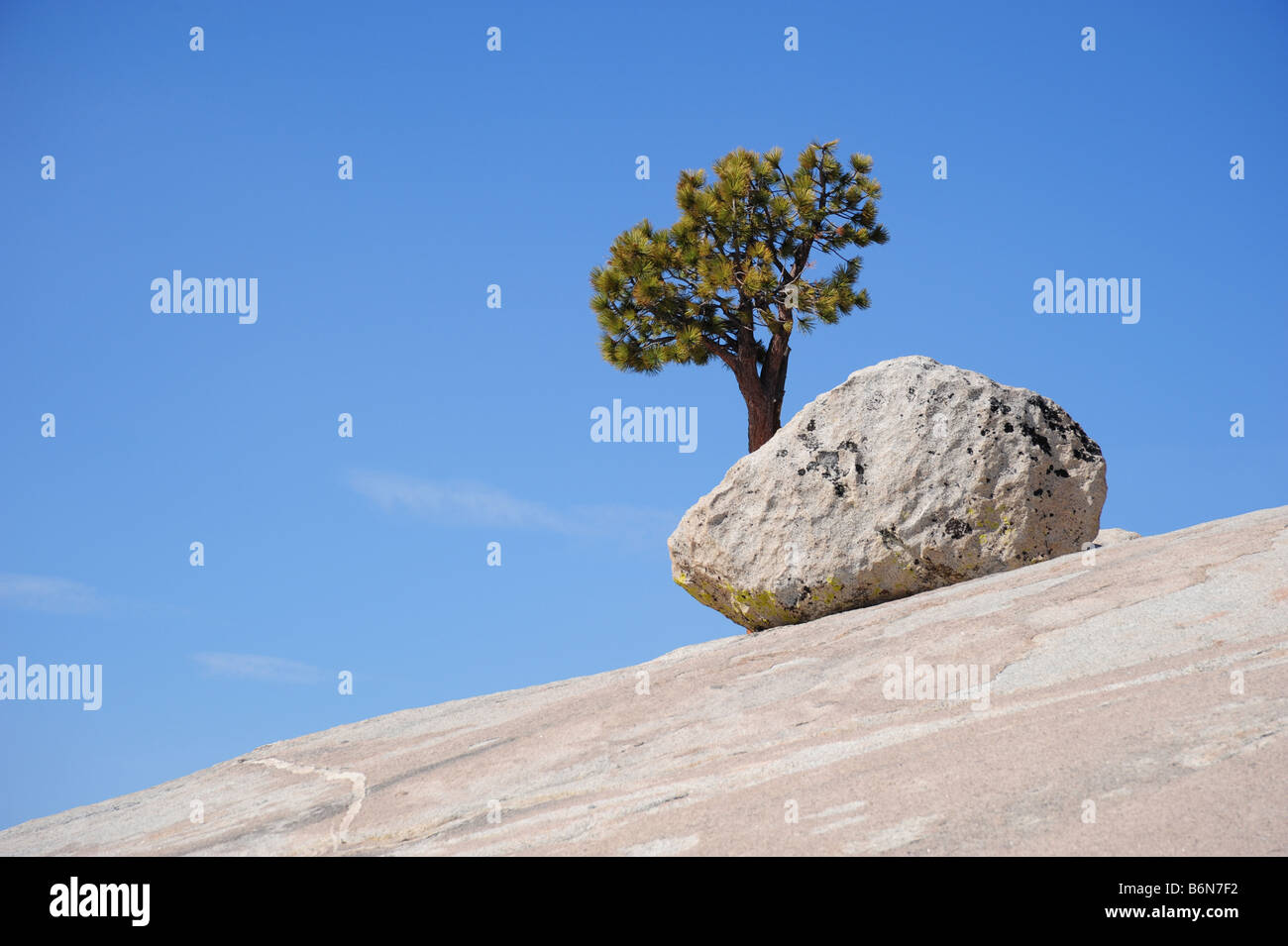 Un arbre solitaire sur une pente rocheuse Banque D'Images