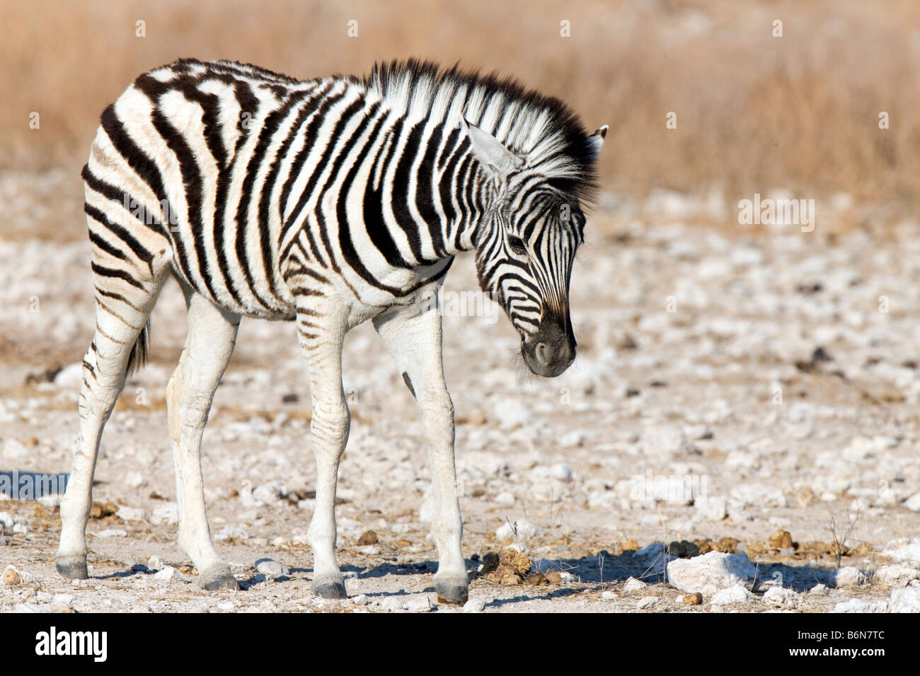 Poulain Zèbre des plaines, Etosha National Park, Namibie Banque D'Images