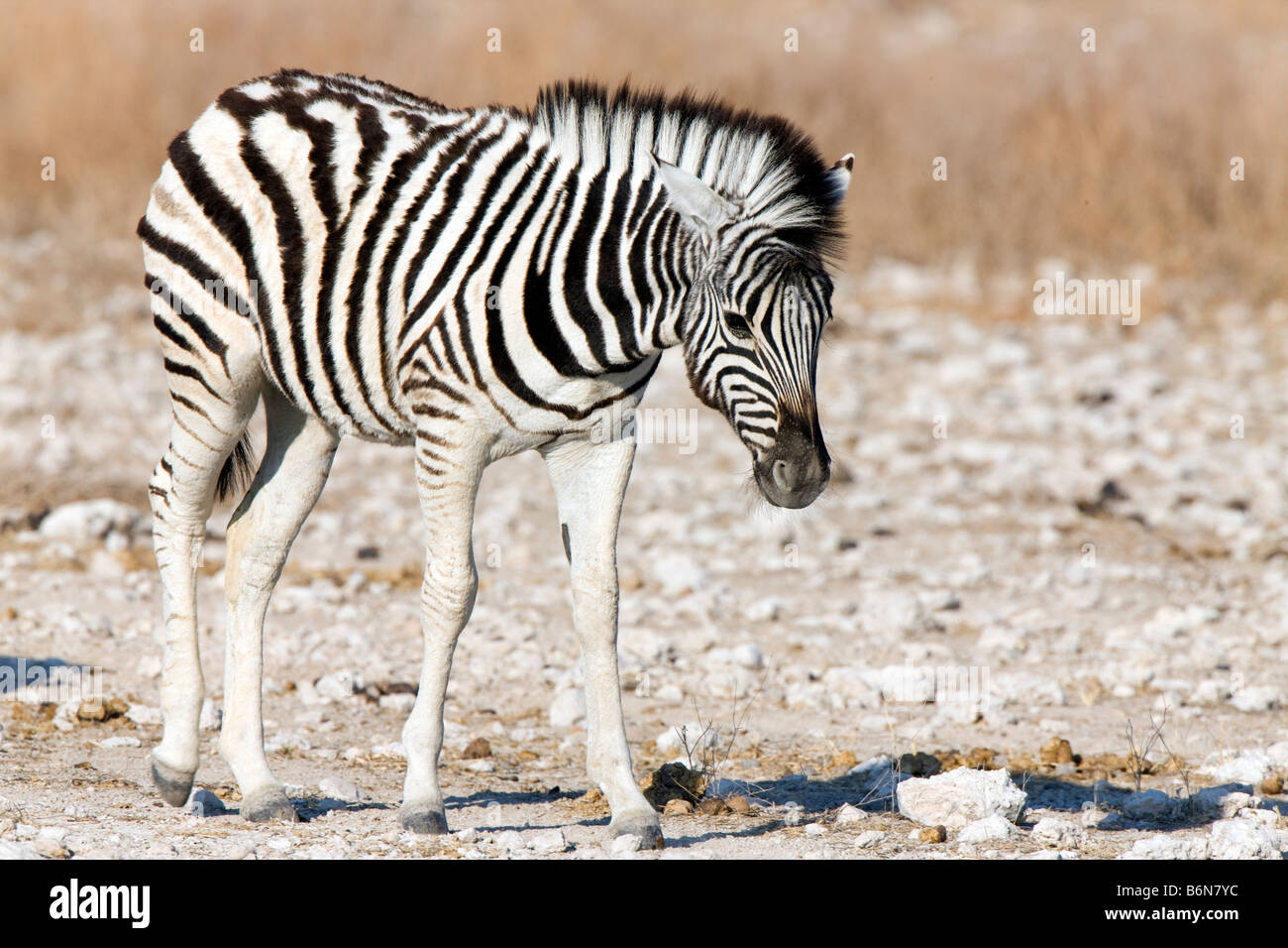 Poulain Zèbre des plaines, Etosha National Park, Namibie Banque D'Images