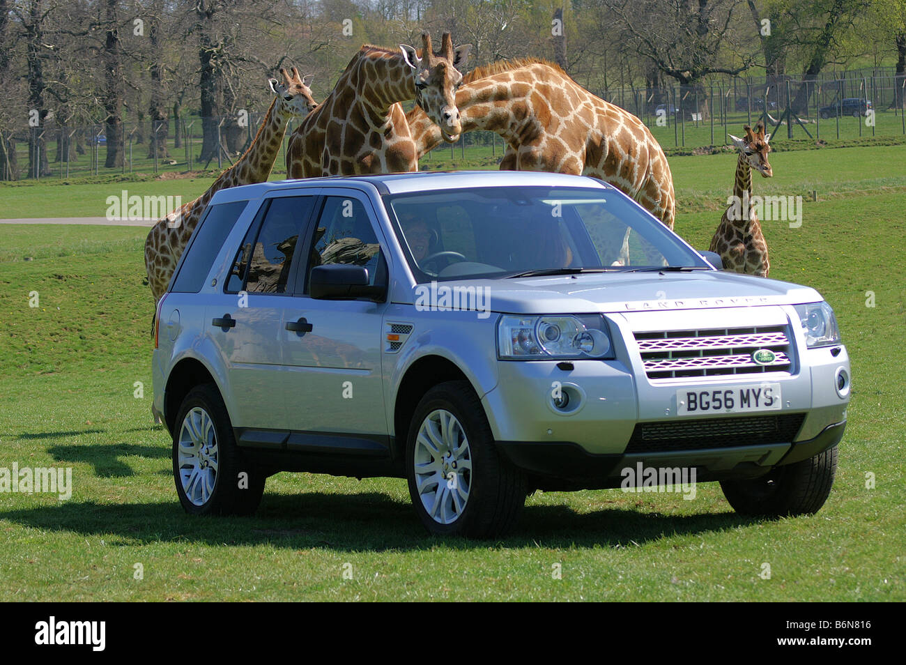 Land Rover Discovery 2 avec le Woburn Safari Park's Rothchild's girafes Banque D'Images
