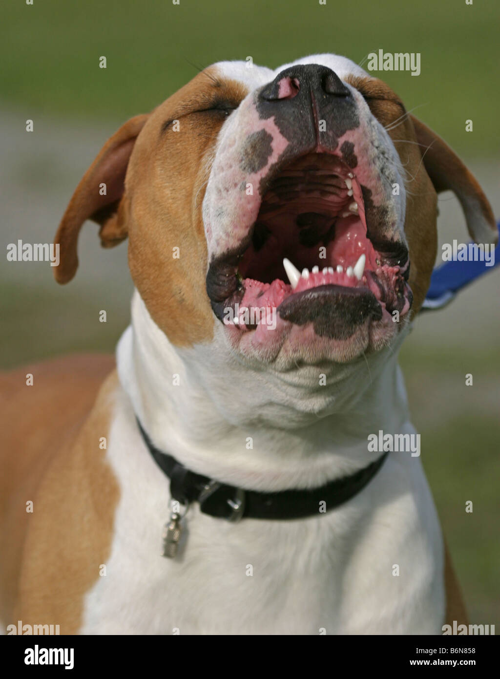 Olde English Bulldogge Banque D'Images