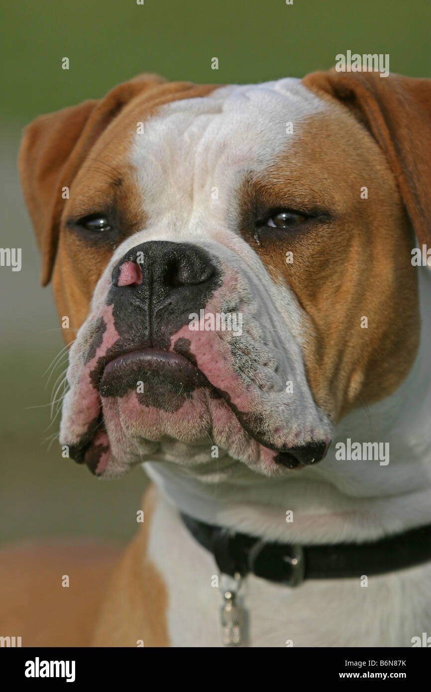 Olde English Bulldogge Banque D'Images