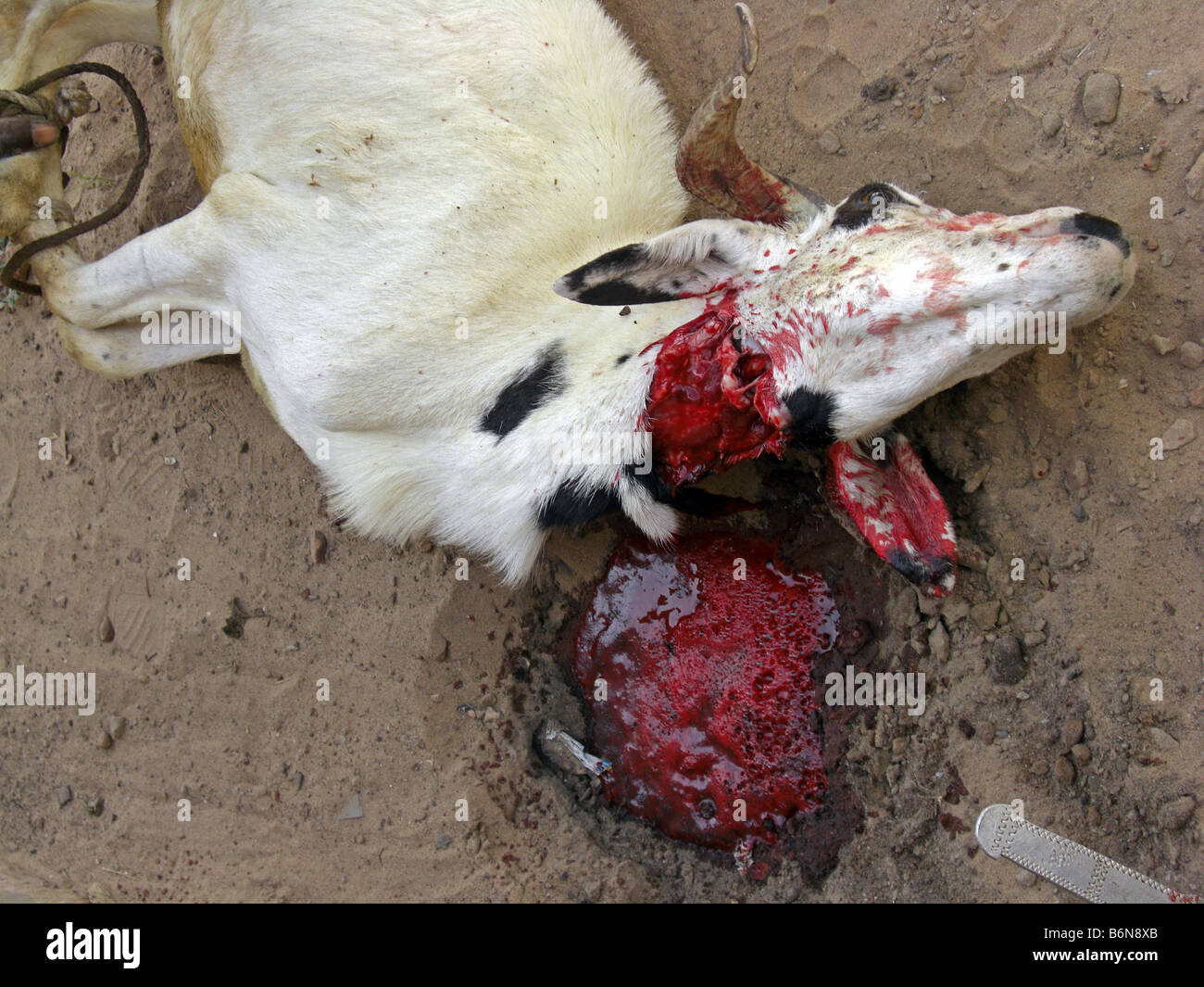 Tabaski ou l'Aïd Al Adha. L'abattage d'une chèvre dans un sacrifice rituel.La Gambie, Afrique de l'Ouest. Banque D'Images