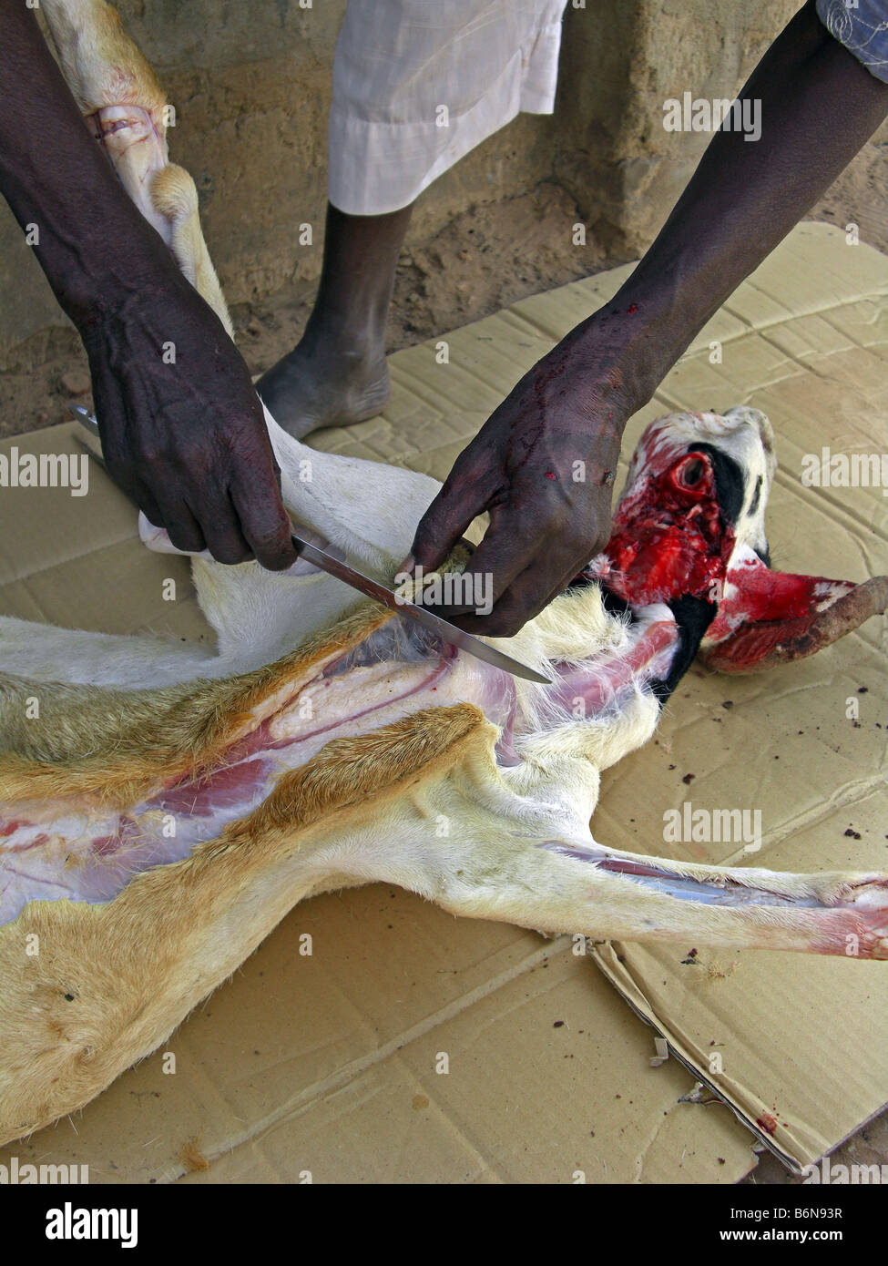 Tabaski ou l'Aïd Al Adha. L'abattage d'une chèvre dans un sacrifice rituel.La Gambie, Afrique de l'Ouest. Banque D'Images