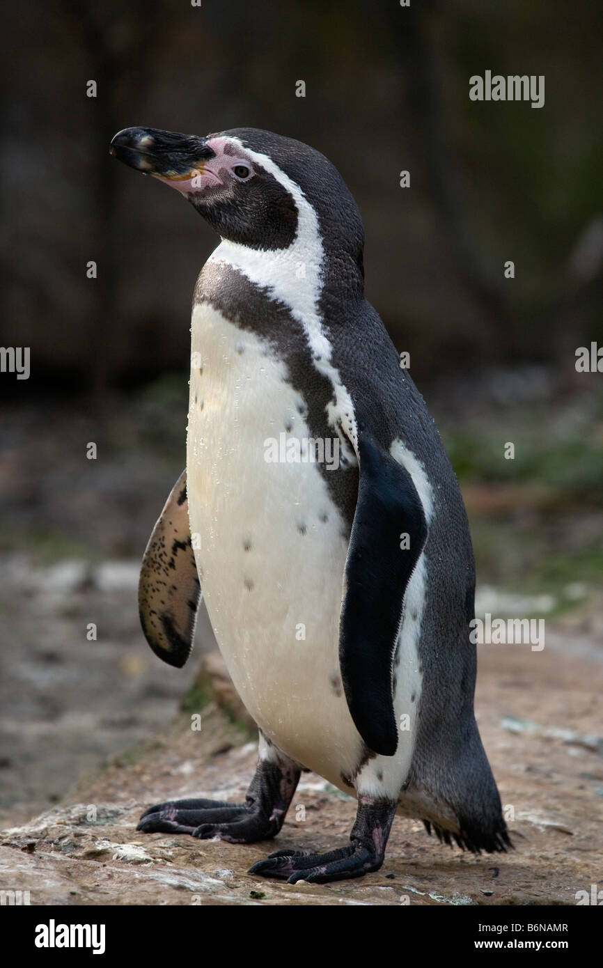 Manchot de Humboldt (Spheniscus humboldti), Patranca - Pingouin péruvien Banque D'Images