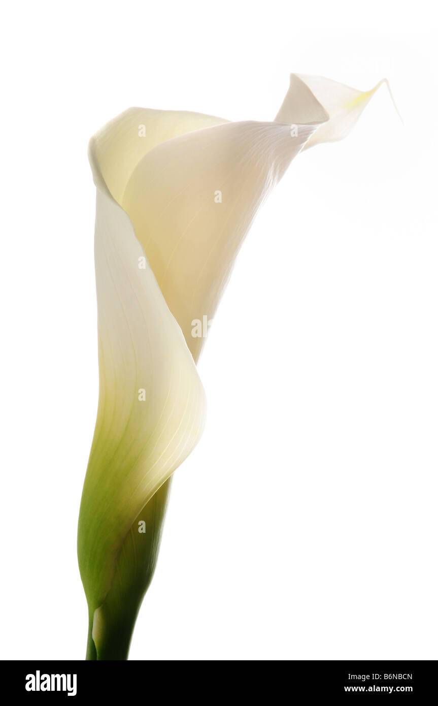 Détail de calla lily flower isolated over white background Banque D'Images