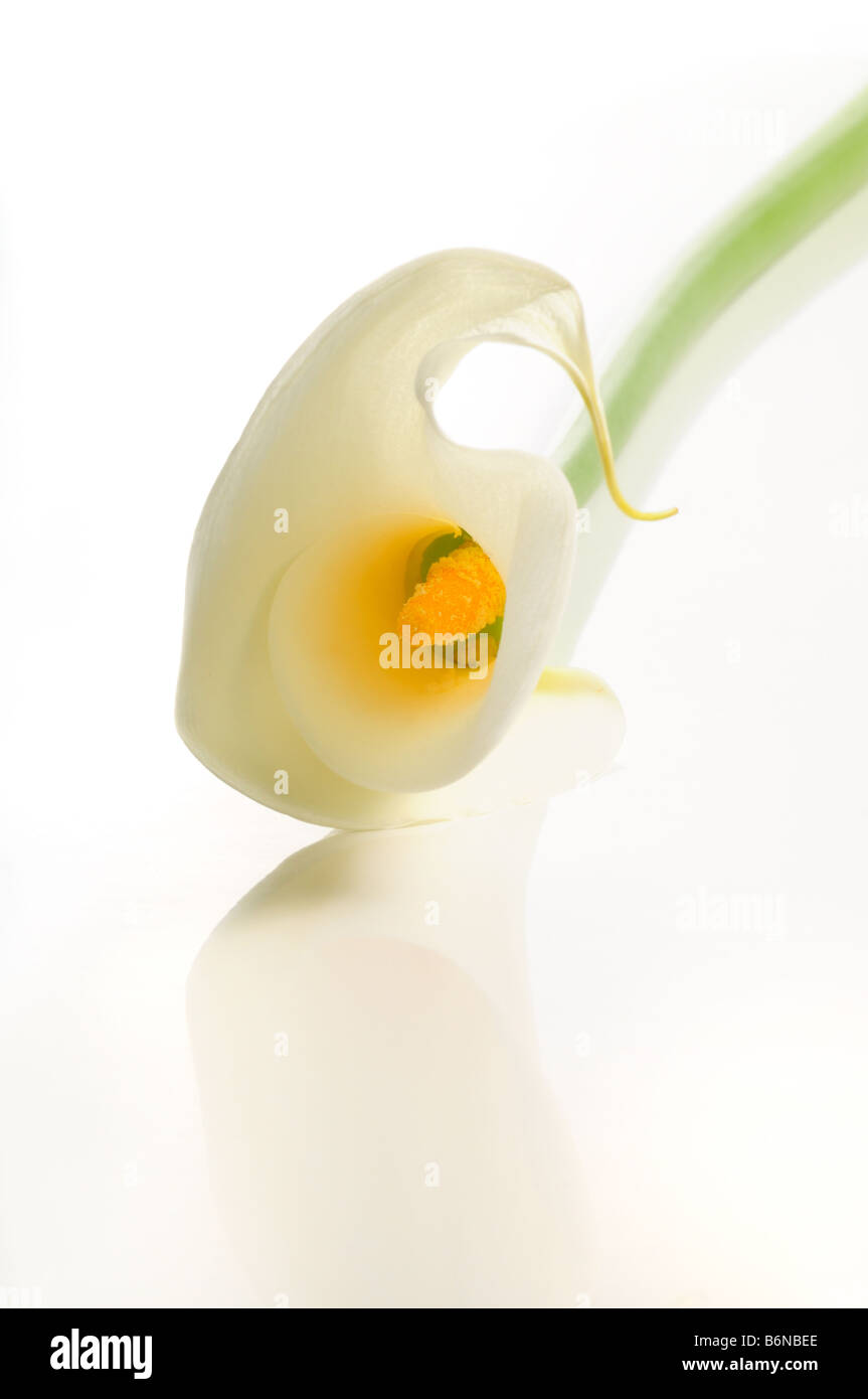 Détail de calla lily isolé sur fond blanc avec la réflexion Banque D'Images