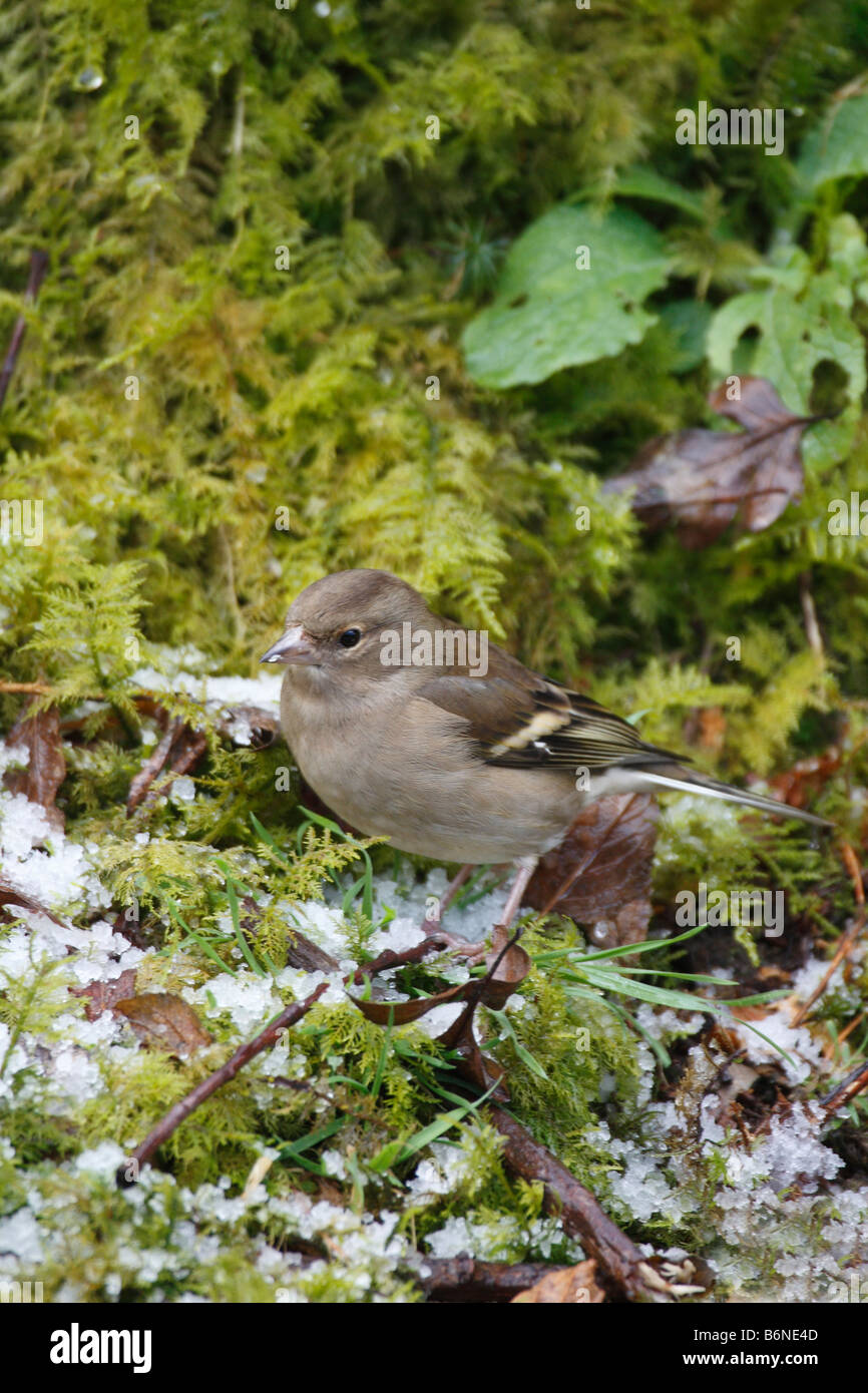 CHAFFINCH Fringilla coelebs FEMELLE SUR SOL Banque D'Images