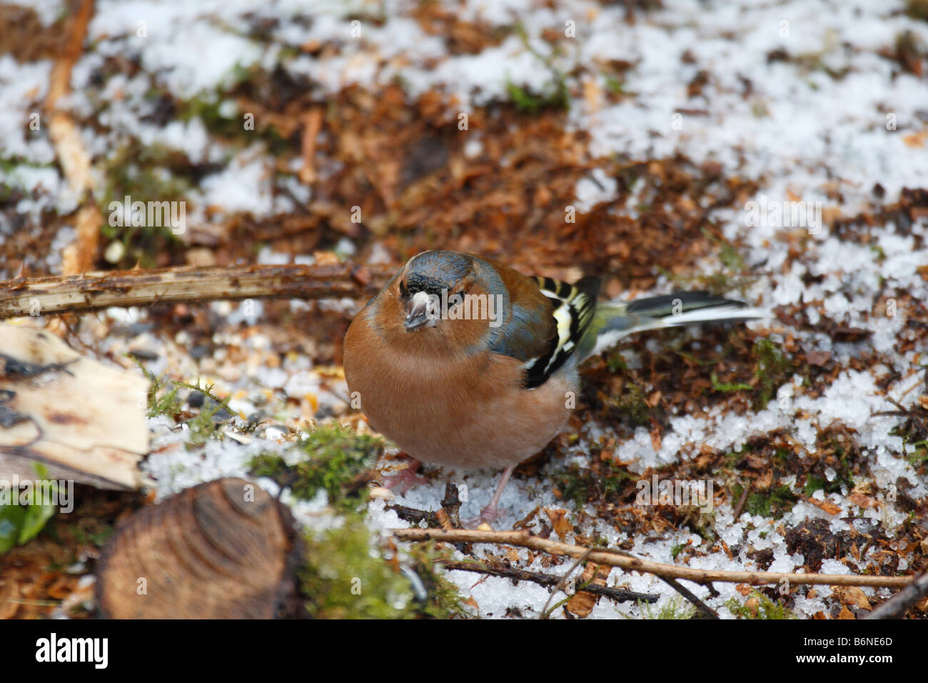 CHAFFINCH Fringilla coelebs mâle SUR TERRE À LA RECHERCHE DE NOURRITURE Banque D'Images