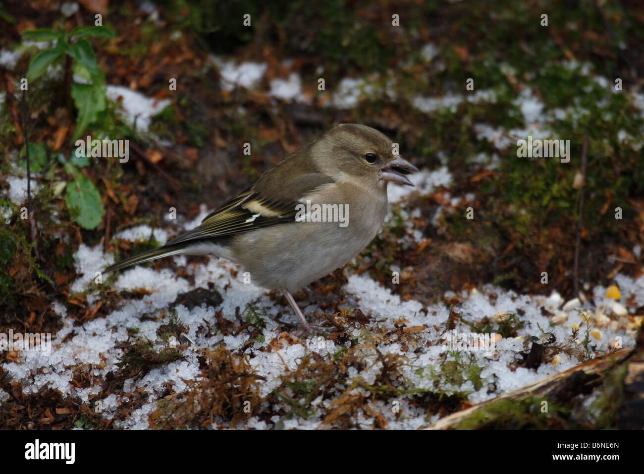 CHAFFINCH Fringilla coelebs femelle en récolter les graines au sol Banque D'Images