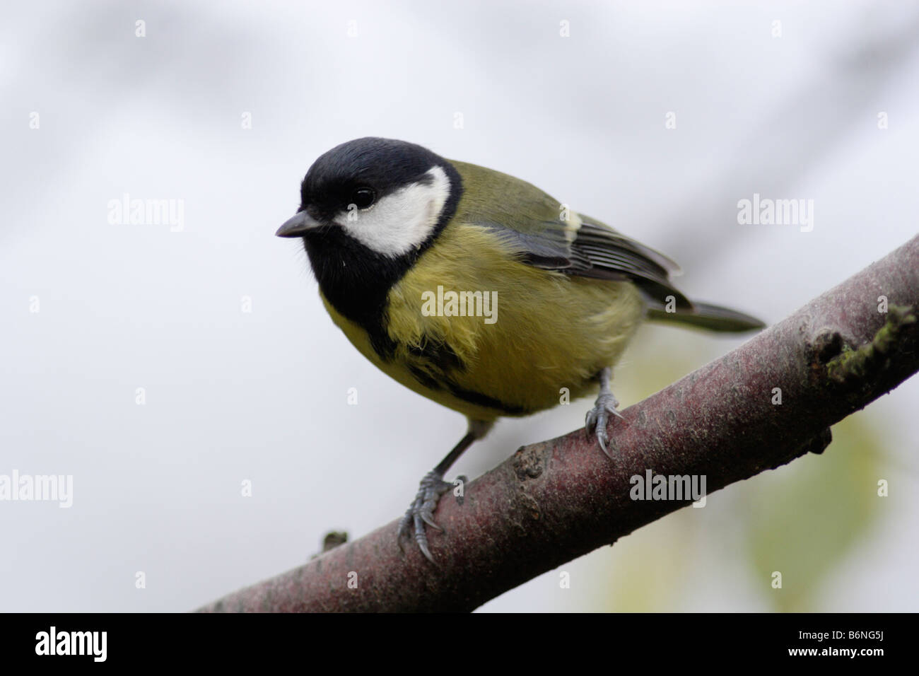 Parus major great tit Banque D'Images