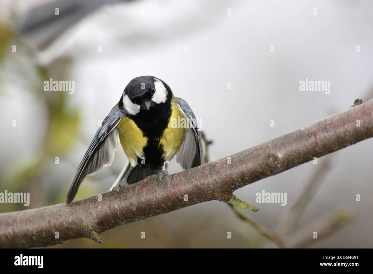 Great Tit (Parus major) dans une pose menaçante Banque D'Images