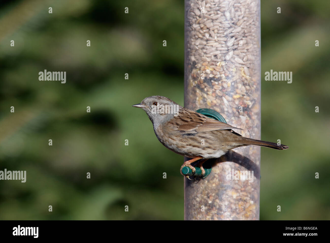 Prunella modularis nid sur le convoyeur d'alimentation Banque D'Images