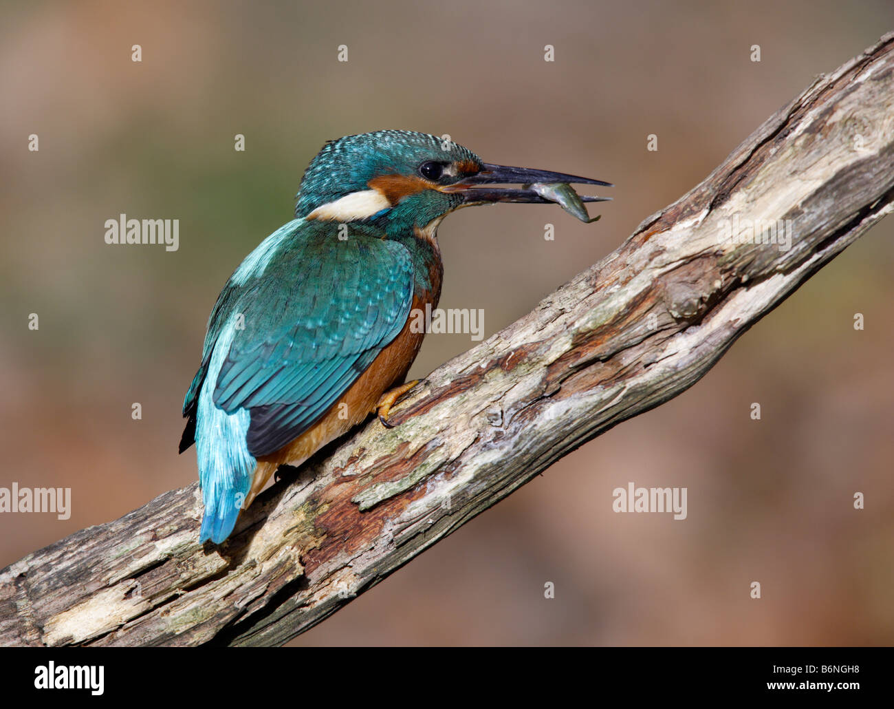 Kingfisher Alcedo atthis avec poissons Banque D'Images