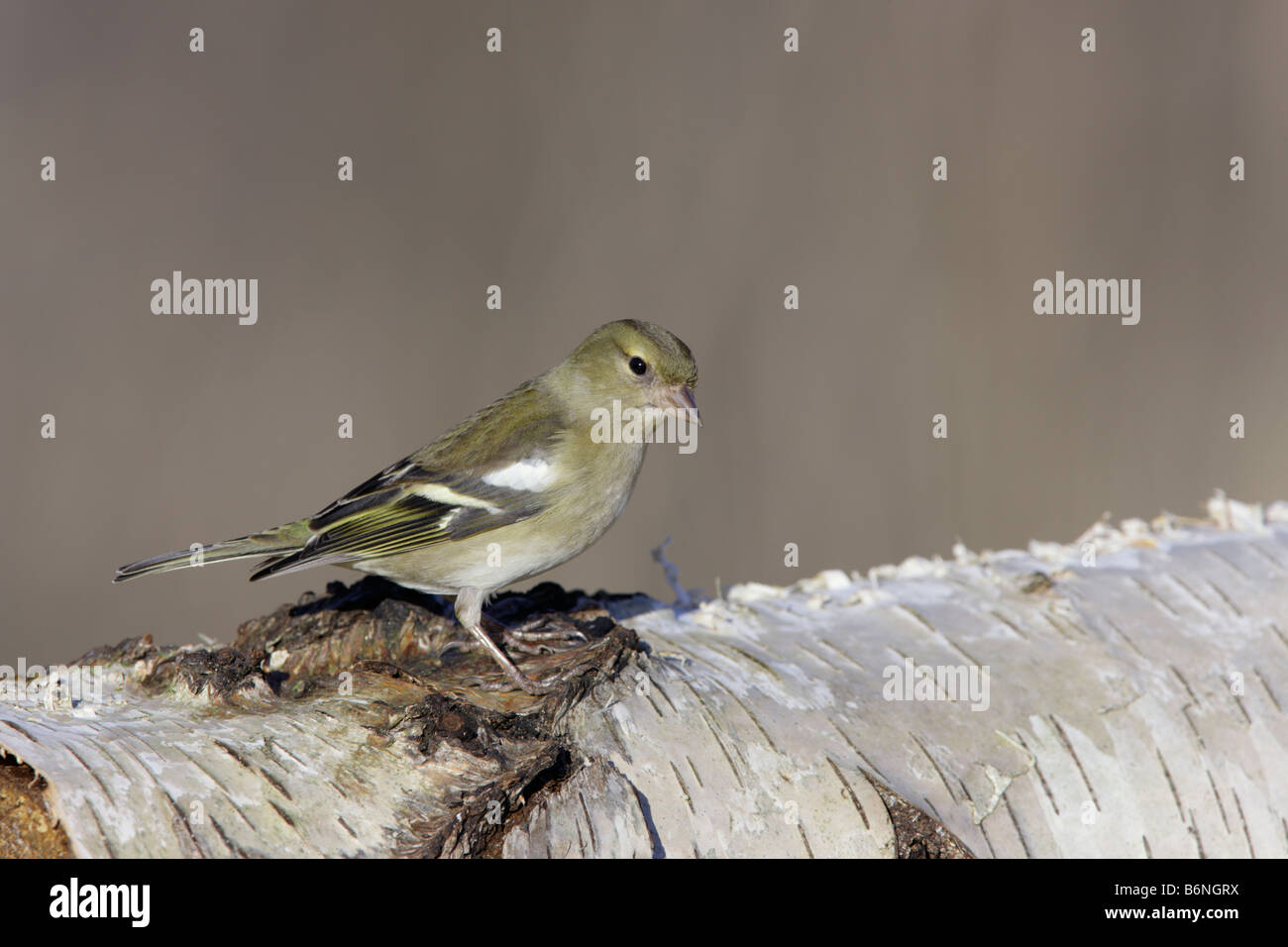 Chaffinch Fringilla coelebs femelle perchée sur le bouleau verruqueux Potton journal Bedfordshire Banque D'Images